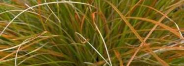 Carex Testacea 